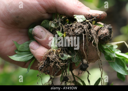 Gärtners Hand mit schlammigen Hand voller Unkraut gezogen aus dem Gemüsegarten Stockfoto