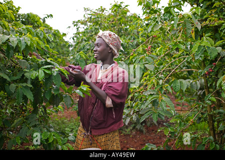 Afrika Kenia Ruira Herr junge Frau arbeitet als Kaffee-Auswahl bei der Ernte bei Oakland Estates Plantage Stockfoto