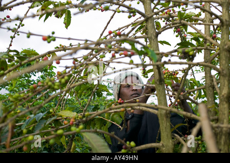 Afrika Kenia Ruira Herr junge Frau arbeitet als Kaffee-Auswahl bei der Ernte bei Oakland Estates Plantage Stockfoto