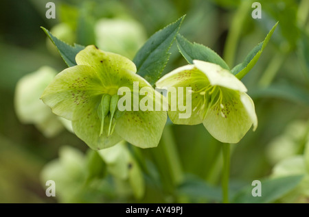 Grün-blühende Christrosen (Helleborus viridis) blühen im Frühjahr in Sussex, England, Großbritannien Stockfoto