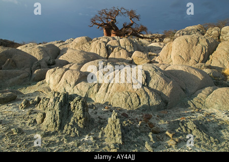 Afrika-Botswana-Morgensonne leuchtet Baobab Baum Affenbrotbäume Digitata auf Kubu Island Makgadikgadi Pan in der Kalahari-Wüste Stockfoto