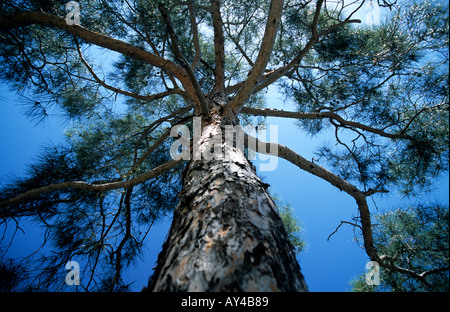 Eine Kiefer gegen einen blauen Himmel im Paphos-Wald, Zypern Stockfoto