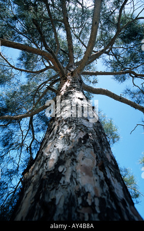 Eine Kiefer gegen einen blauen Himmel im Paphos-Wald, Zypern Stockfoto