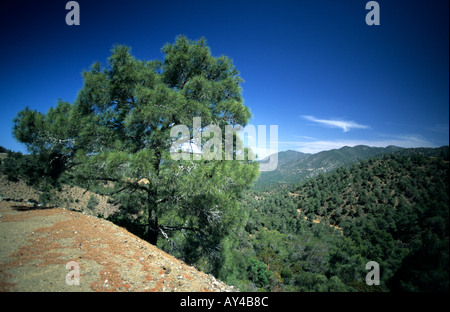 Stavros Tis Psokas Pafos Forest Zypern Stockfoto