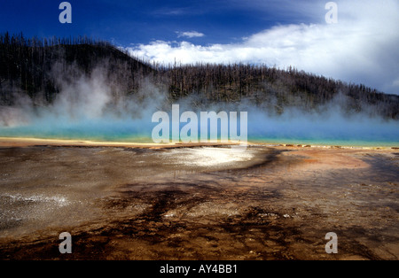 Grand Prismatic Spring, Yellowstone National Park mit verbrannten Bäume im Hintergrund, Wyoming, USA Stockfoto