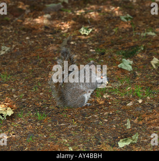 Eichhörnchen Essen eine Erdnuss in Ewell Park Surrey England Stockfoto