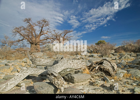 Afrika-Botswana-Morgensonne leuchtet Baobab Baum Affenbrotbäume Digitata auf Kubu Island Makgadikgadi Pan in der Kalahari-Wüste Stockfoto