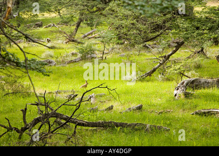 Hase, lange Gras versteckt Stockfoto