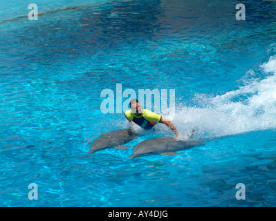 Delphin-Show, Mundomar, Benidorm, Provinz Alicante, Spanien Stockfoto