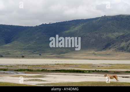 Löwin am Ufer des Lake Magadi im Ngorongoro-Krater Ngorongoro Conservation Area Tansania Ostafrika Stockfoto