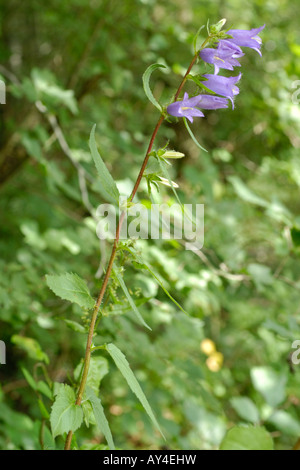 Brennnessel blättrige Glockenblume, Campanula trachelium Stockfoto