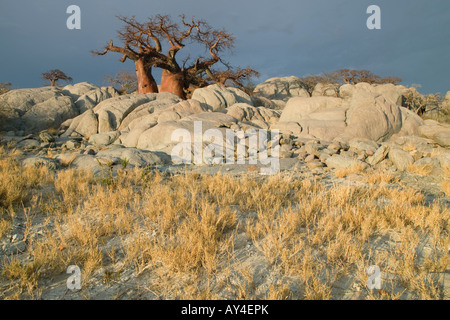 Afrika-Botswana-Morgensonne leuchtet Baobab Baum Affenbrotbäume Digitata auf Kubu Island Makgadikgadi Pan in der Kalahari-Wüste Stockfoto