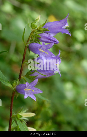 Brennnessel blättrige Glockenblume, Campanula trachelium Stockfoto