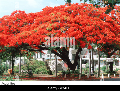 Poinciana Baum, extravaganten, Royal Poinciana, Delonix regia Stockfoto