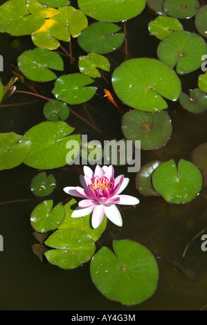 Seerose blüht in einem Teich voller Seerosen Stockfoto