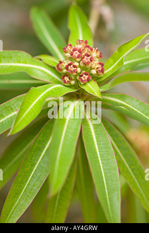 Skimmia Japonica im Frühjahr Stockfoto