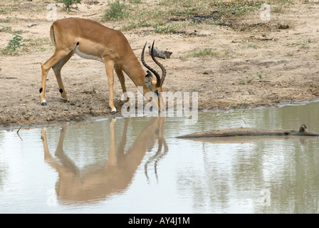 Ein Impala ram stehen und trinken am Rande ein Wasserloch im afrikanischen Busch Stockfoto