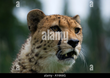Captive männliche Geparden Leben der Wildlife Heritage Foundation in Kent, England Stockfoto