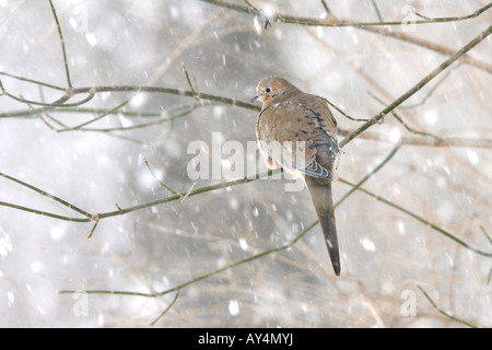 Mourning Dove thront im Schnee Stockfoto