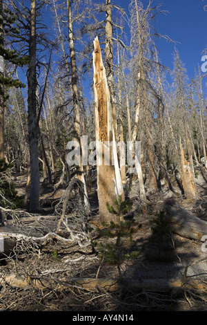 Tote und sterbende Bäume verursacht durch natürliche Emissionen von Kohlendioxid-gas Horseshoe Lake Mammoth Mountain, Kalifornien USA Stockfoto