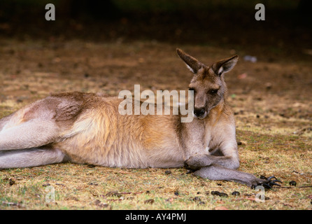 Förster Känguru Macropus Giganteus Tasmaniensis Ruhe Insel Tasmanien Australien Stockfoto