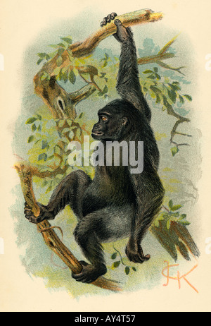 Gorilla Illustrator Jck Stockfoto