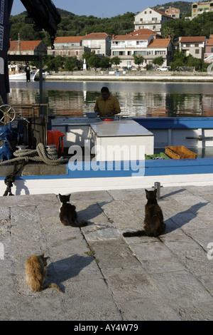 Hoffnungsvolle Katzen warten auf dem Dock von einem kroatischen kleinen lokalen Fischereifahrzeug mit Fischer in seinem Boot Stockfoto