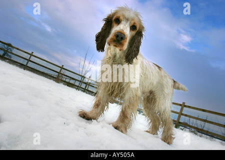 Cocker Spaniel stehend im Schnee Stockfoto