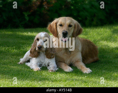 Cocker Spaniel und Golden Retriever in einem Garten Stockfoto