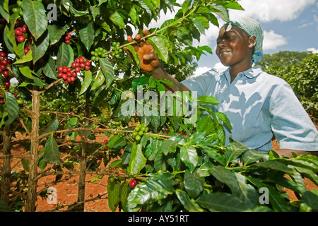 Afrika Kenia Ruira Herr junge Frau arbeitet als Kaffee-Auswahl bei der Ernte bei Oakland Estates Plantage Stockfoto