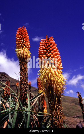Rote heiße Poker Pflanzen Simien Mountains Nationalpark Äthiopien Stockfoto