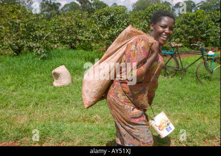 Afrika Kenia Ruira Herr junge Frau arbeitet als Kaffee-Auswahl bei der Ernte an Oakland Estates Plantage Stockfoto