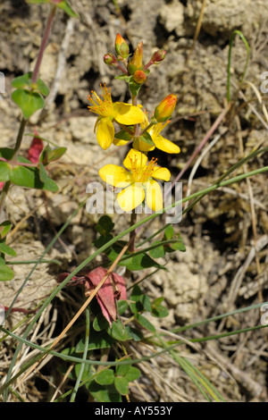 Schlanke Johanniskraut, Hypericum pulchrum Stockfoto