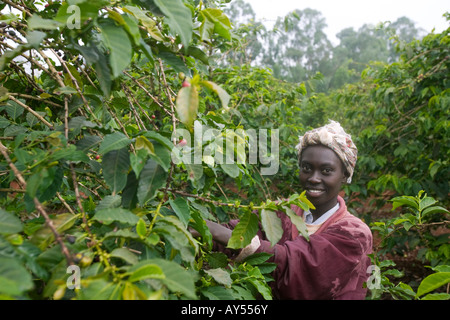 Afrika Kenia Ruira Herr junge Frau arbeitet als Kaffee-Auswahl bei der Ernte bei Oakland Estates Plantage Stockfoto