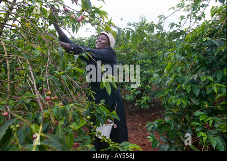 Afrika Kenia Ruira Herr junge Frau arbeitet als Kaffee-Auswahl bei der Ernte bei Oakland Estates Plantage Stockfoto