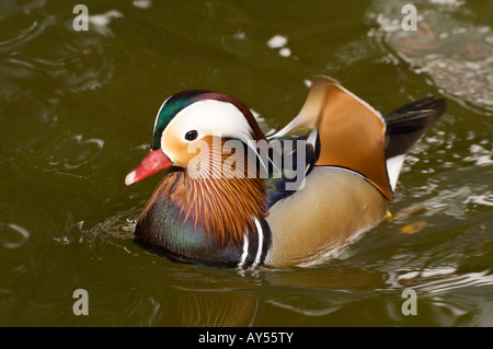 Mandarinenente Madarin Ente Drake Aix galericulata Stockfoto