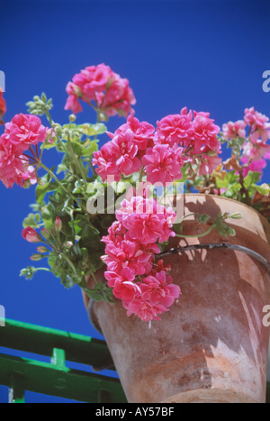 Rosa Geranie Terrakotta Topf blaue Himmel Andalusien Spanien Stockfoto