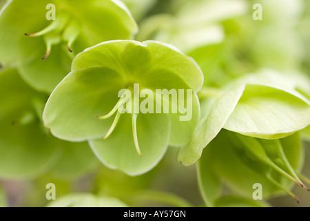 Grün-blühende Christrosen (Helleborus viridis) blühen im Frühjahr in Sussex, England, Großbritannien Stockfoto