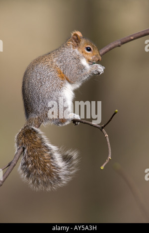 Graue Eichhörnchen Sciurus Carolinensis Erwachsenen auf AST Essen eine Nuss Stockfoto