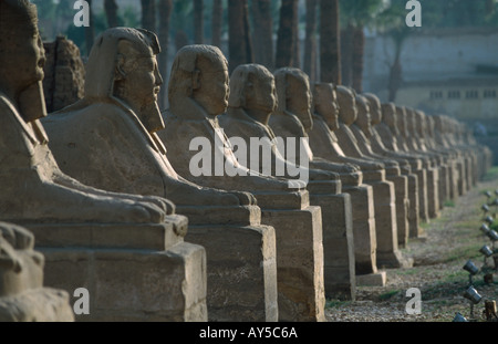 Allee der Sphinxe führt zum Luxor-Tempel, Luxor, Ägypten Stockfoto