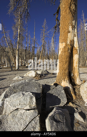 Tote und sterbende Bäume verursacht durch natürliche Emissionen von Kohlendioxid-gas Horseshoe Lake Mammoth Mountain, Kalifornien USA Stockfoto