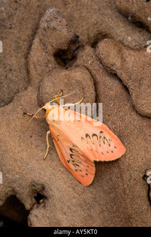 ROSIG LACKEI MOTH MILTOCHRISTA MINIATA Stockfoto