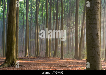 Durch die Bäume - dunstigen Wald am Morgen Stockfoto