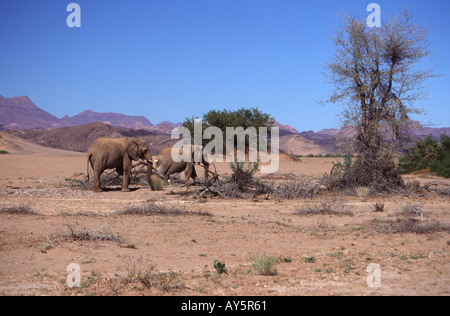 Wüstenelefanten im Damaraland Stockfoto