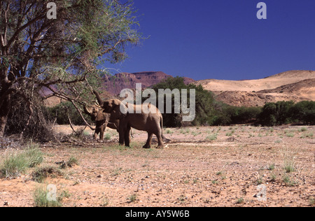 Wüstenelefanten im Damaraland, Namibia Stockfoto