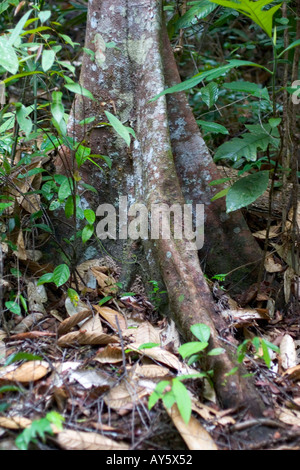 Strebepfeiler Baumwurzeln in Borneo, Süd-Ost-Asien Stockfoto