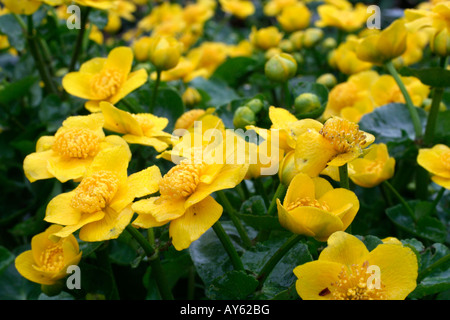 CALTHA PALUSTRIS AGM Stockfoto