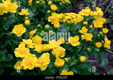 CALTHA PALUSTRIS AGM Stockfoto