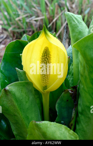 LYSICHITON AMERICANUS AGM SKUNK CABBAGE Stockfoto