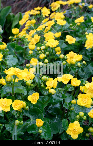 CALTHA PALUSTRIS AGM Stockfoto